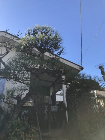 松の剪定を横浜市青葉区で行いました
